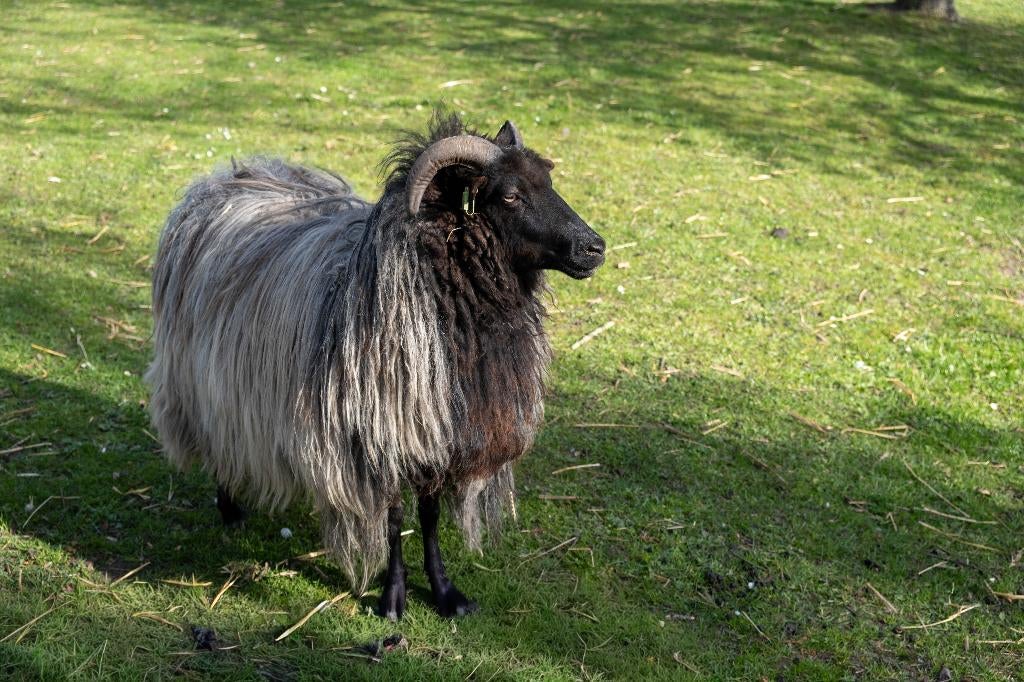 Schapenwol / - vacht Heidschnucken, Ophalen of Verzenden, Nieuw, Overige typen