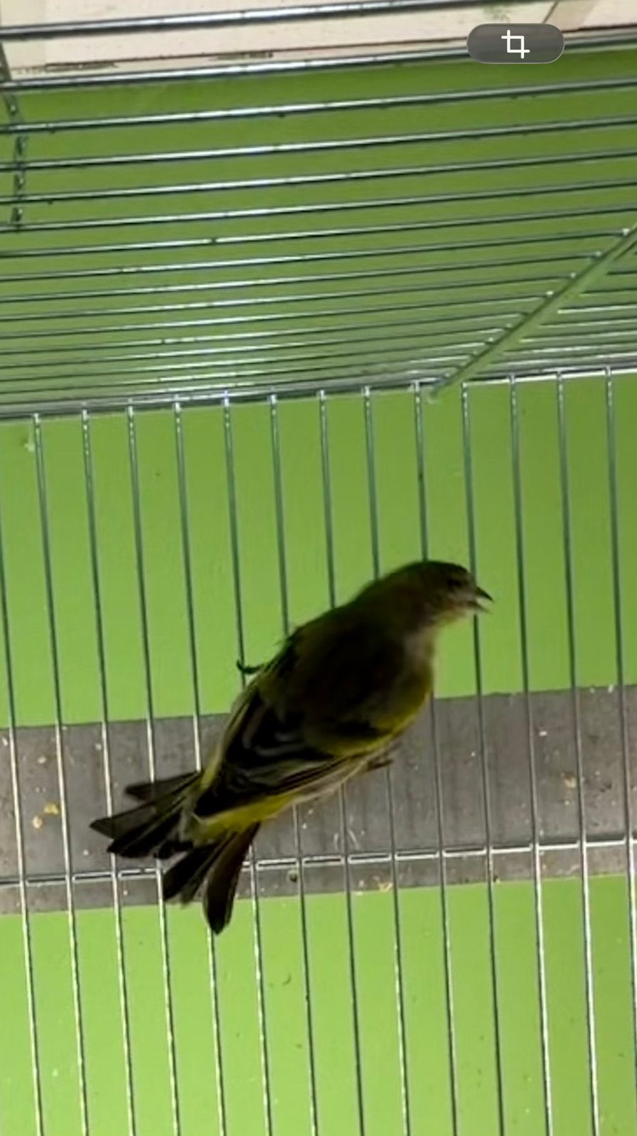 Bastaard Sijzen Man 2026, Dieren en Toebehoren, Mannelijk, Wildzangvogel, Geringd