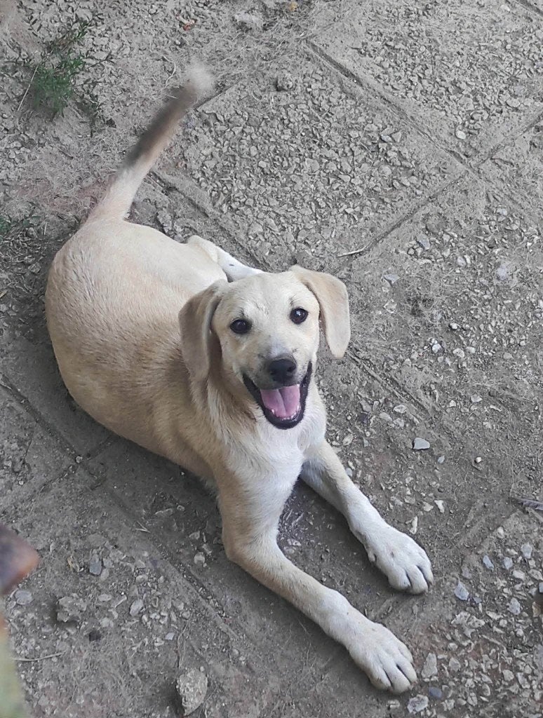 DAICY 7 mnd. Bulgarije Vriendelijk/speels/vrolijk/dogs/cats, Dieren en Toebehoren, 15 weken tot 1 jaar, Handelaar, Buitenland