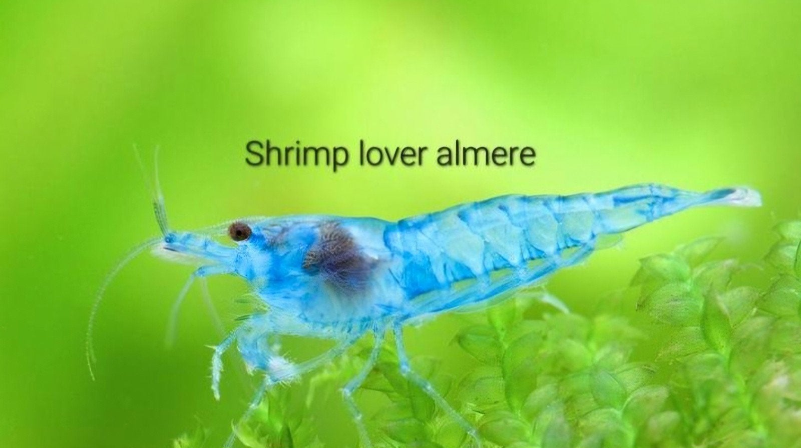 neocaridina Blue jelly garnalen, Dieren en Toebehoren, Kreeft, Krab of Garnaal, Zoetwatervis