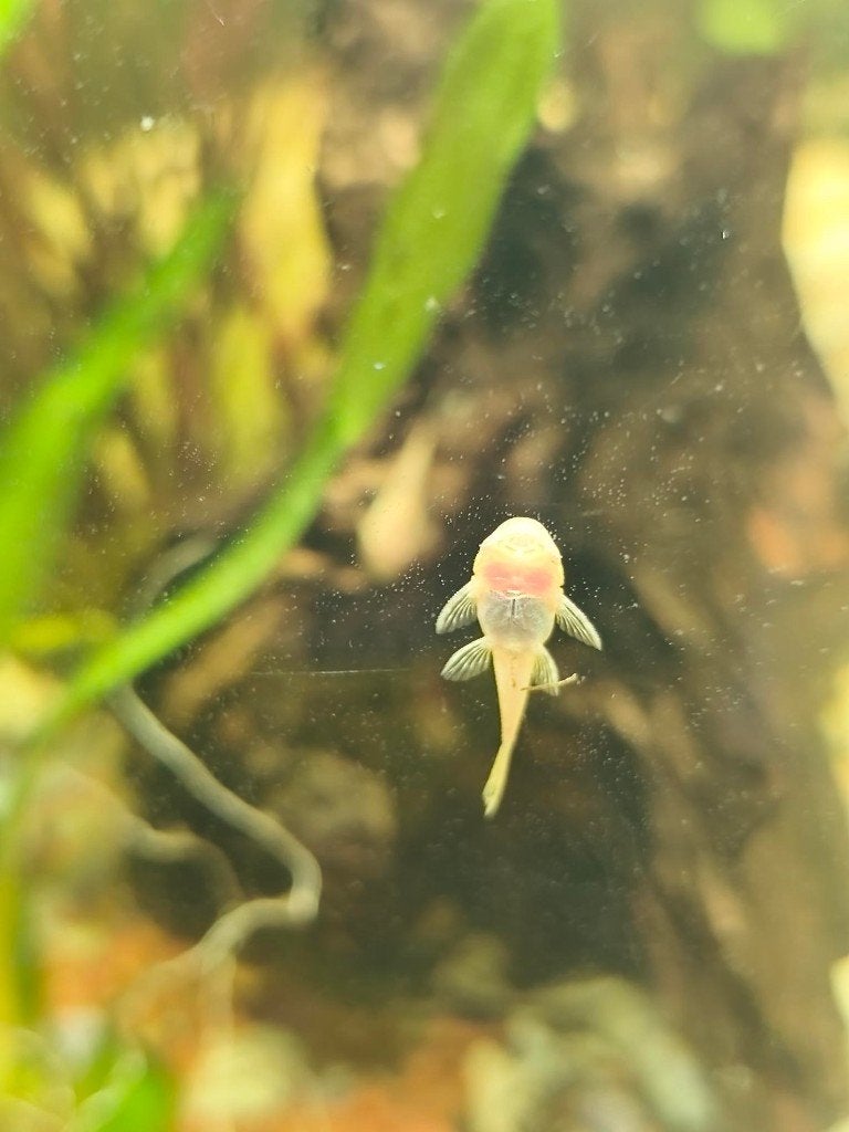 Baby en volwassen ancistrus gold albino algeneters, Dieren en Toebehoren, Vis, Zoetwatervis