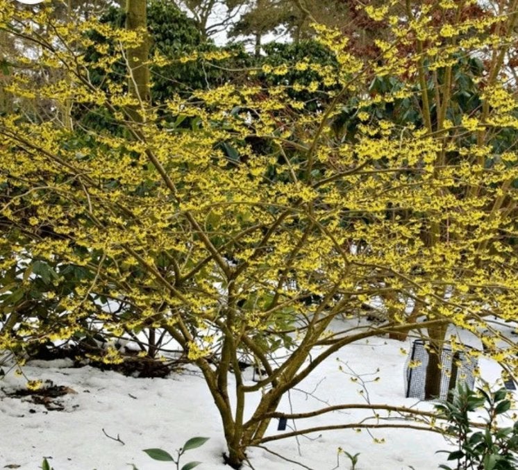 Toverhazelaar (Hamamelis) - Winterbloeiende Struik | OP = OP, Ophalen, Overige soorten, Struik, 250 cm of meer