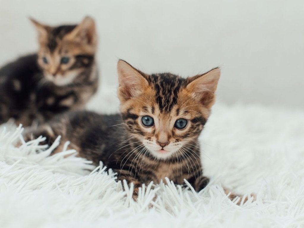 Gezocht 2 kittens