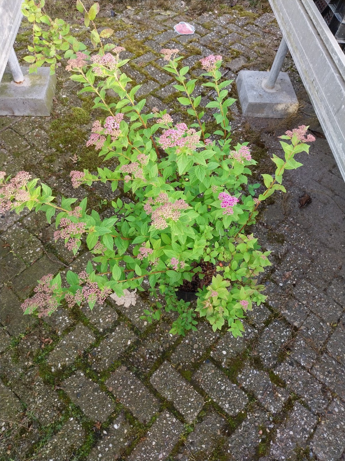 Spiraea 'Manon' - Compacte Roze Bloeier, Volle zon, Vaste plant, Zomer, Ophalen