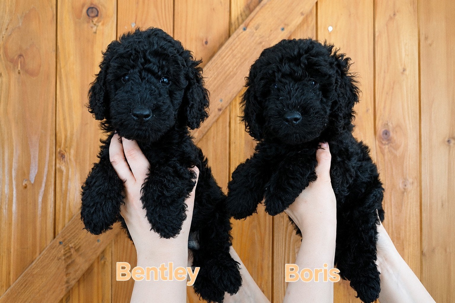 2 prachtige medium Labradoodle reutjes direct beschikbaar, Parvo, Overige rassen, 8 tot 15 weken, Meerdere