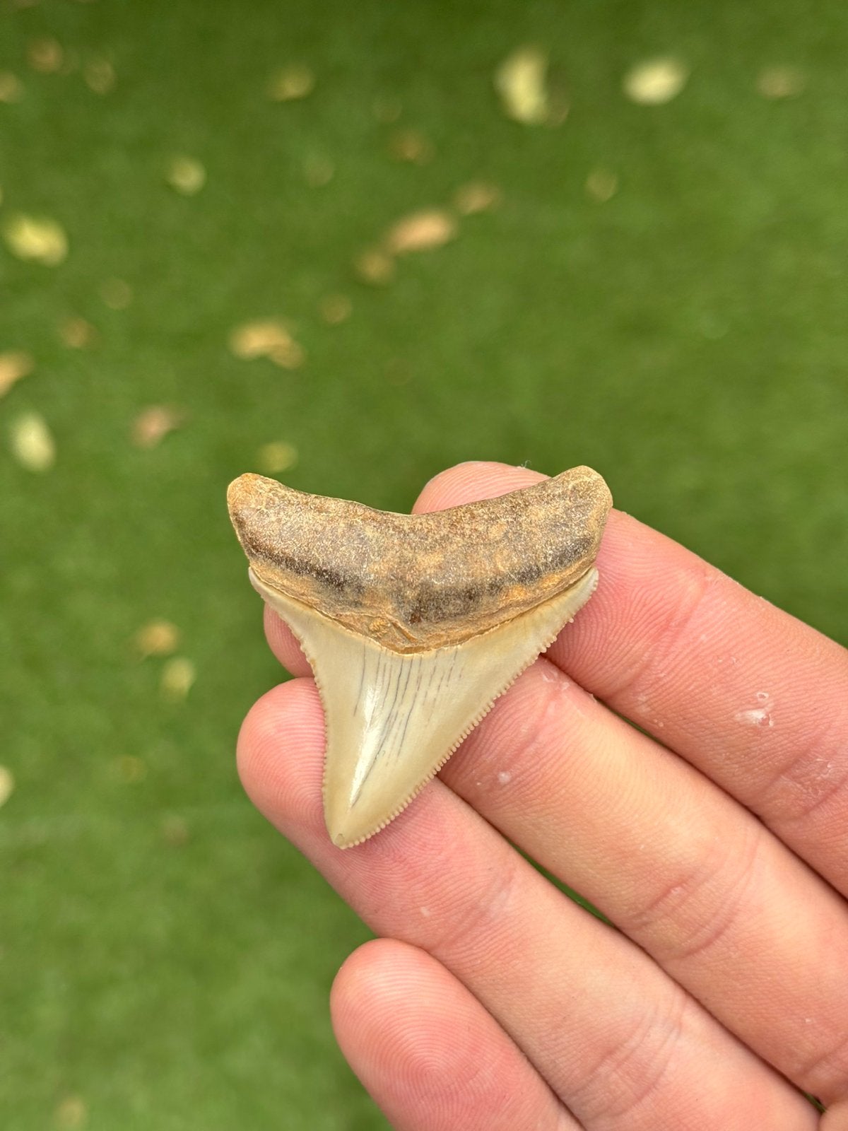 Megalodon haaientand fossiel Indonesië, Verzamelen, Ophalen of Verzenden, Fossiel