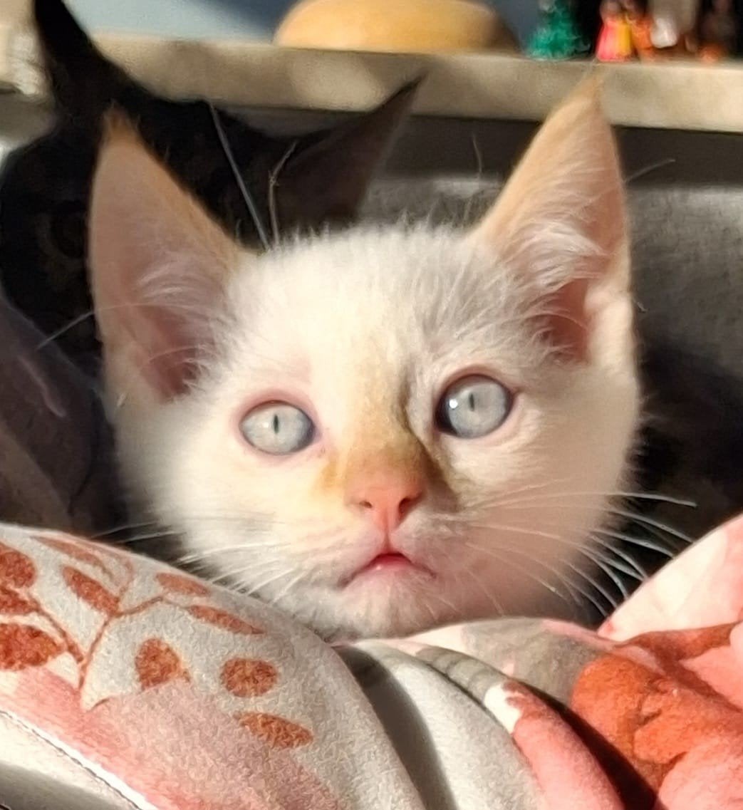 mooie kittens, Kater, Ontwormd