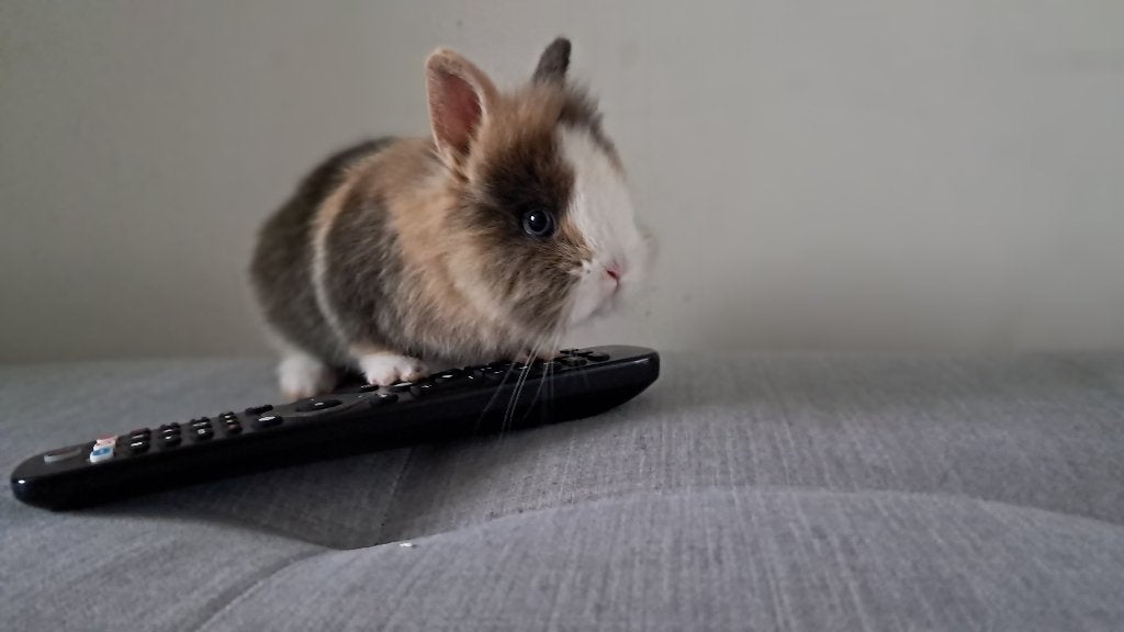 Schattig tam konijntje, Dieren en Toebehoren, Konijnen, Geslacht onbekend, Klein, 0 tot 2 jaar