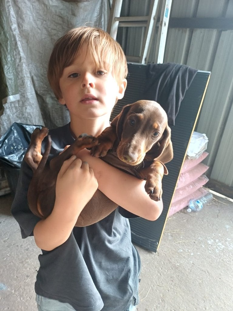 Schattige teckelpup, Dieren en Toebehoren, Kaninchen, België, Particulier, 8 tot 15 weken