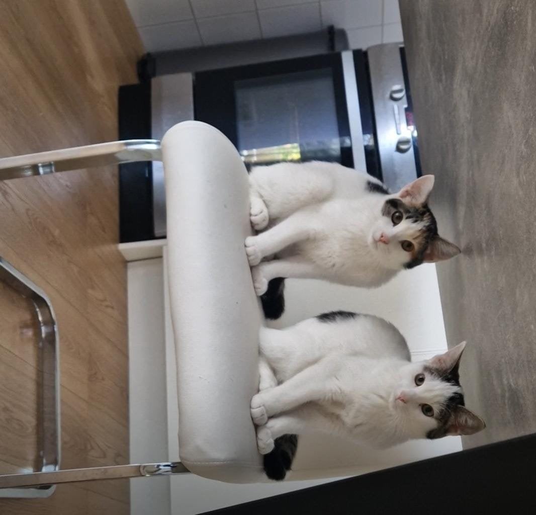 Twee kitten zoeken een woning, Ophalen, Kat