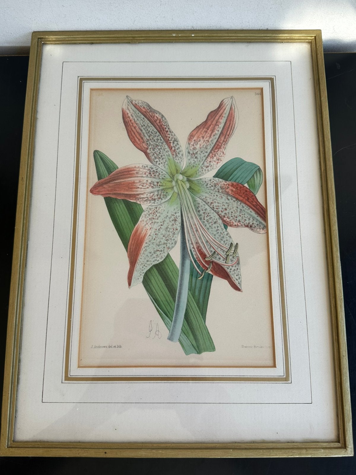 1892 Andrews lithografie Amaryllis schilderij 26/36 cm, Antiek en Kunst, Ophalen of Verzenden