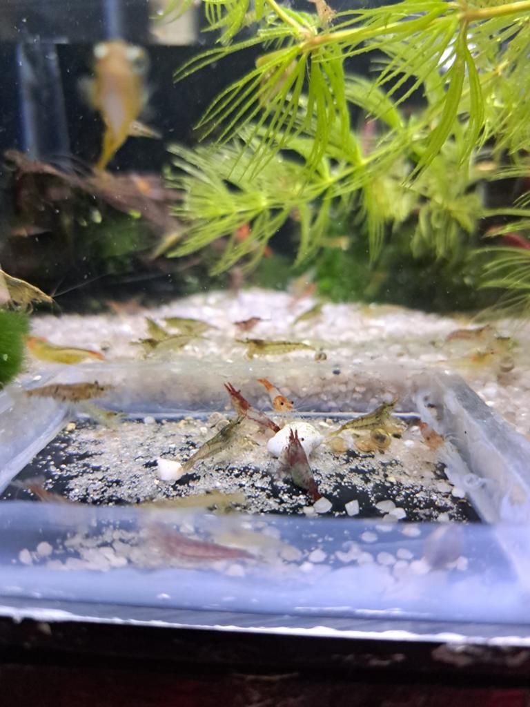 Neocardina garnalen te koop, verzenden mogelijk., Dieren en Toebehoren, Kreeft, Krab of Garnaal, Zoetwatervis, Schoolvis