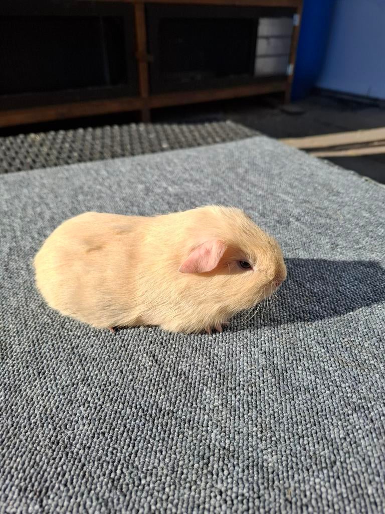 California crème cavia beertje gladhaar., Dieren en Toebehoren, Knaagdieren, Cavia, April, Mannelijk, Tam