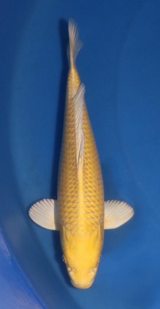 Yamabuki koi 55cm van Momotaro, Karper of Koi