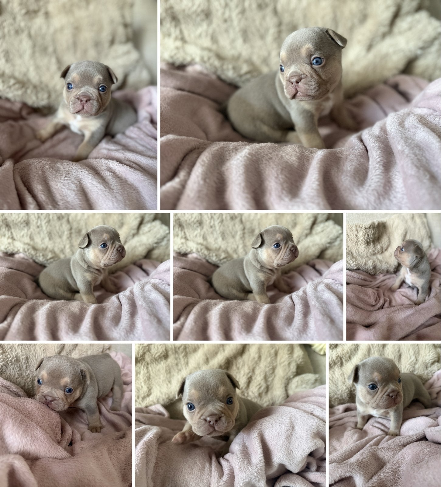Franse bulldog, 8 tot 15 weken, Meerdere, Meerdere dieren, Nederland