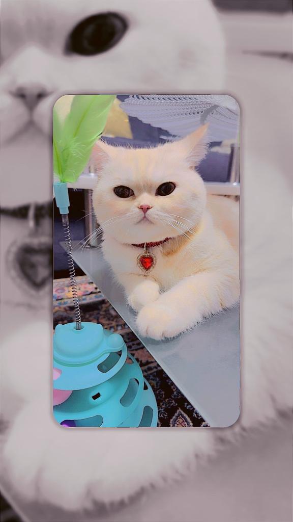 Prachtige British Shorthair te koop, Dieren en Toebehoren, Kater, Ontwormd