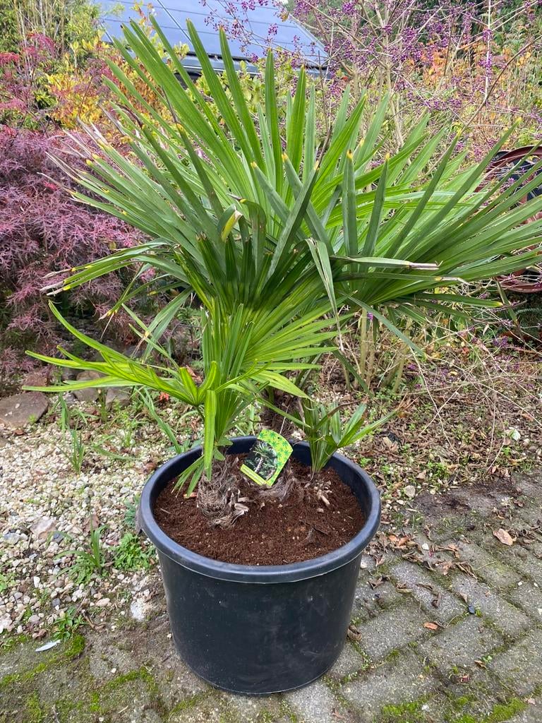 3 Palmen, palmboom, Trachycarpus Fortunei, winterhard🌴, Tuin en Terras, Planten | Bomen, 100 tot 250 cm, Palmboom, Ophalen, Volle zon