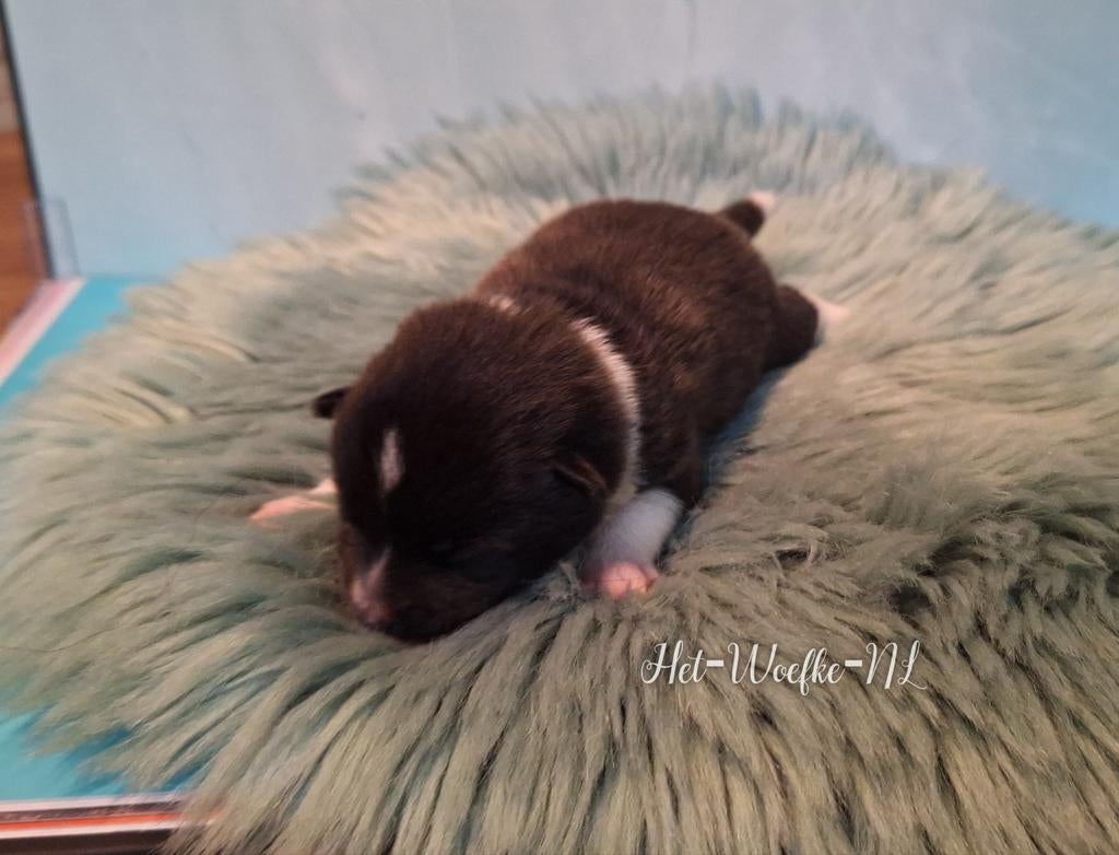 Pomsky F1b puppy 💙Futs, 8 tot 15 weken, Eén hond, Nederland, Fokker | Hobbymatig