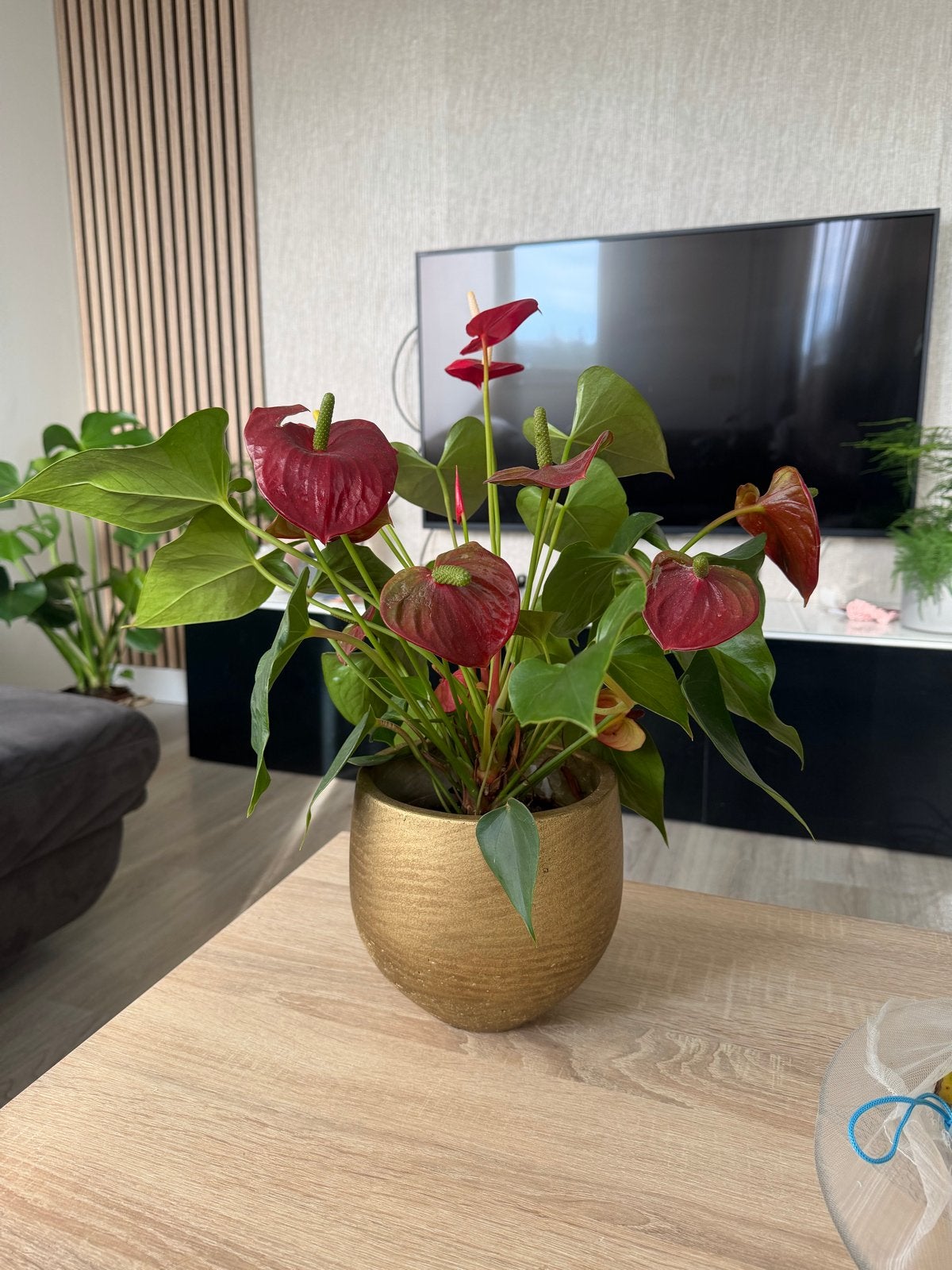 Prachtige Anthurium plant in gouden pot, Overige soorten, In pot, Minder dan 100 cm, Bloeiende kamerplant