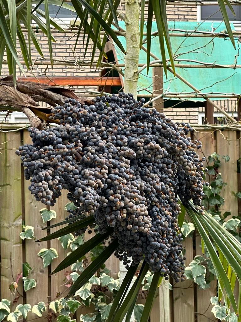 Trachycarpus Fortunei Zaden - Winterharde Palmboom Zaden, Tuin en Terras, Bloembollen en Zaden, Ophalen of Verzenden, Gehele jaar