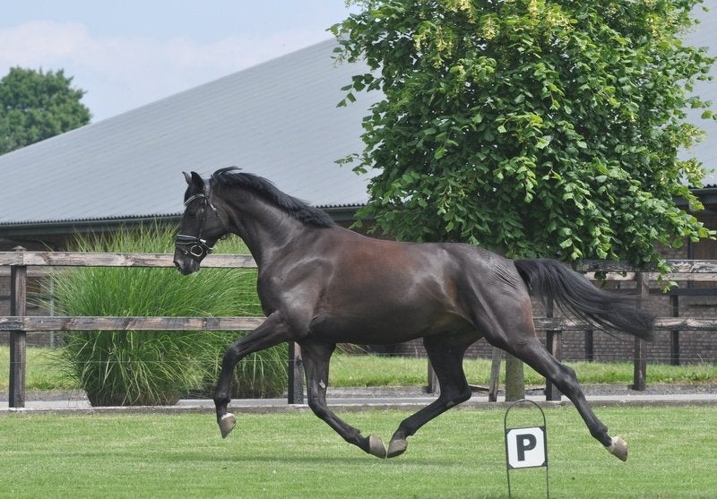 4 jarige ruin v.Blue Horse Santiano, Met stamboom, Ruin, Dressuurpaard, L
