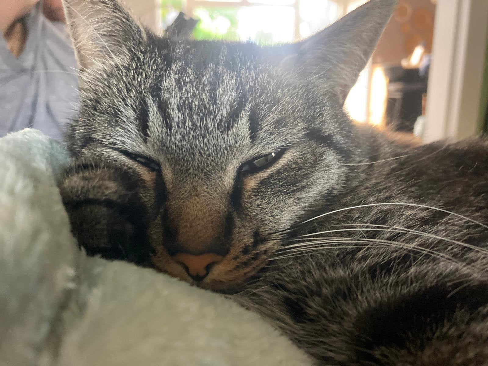 Katje ter overname, Dieren en Toebehoren, Kater