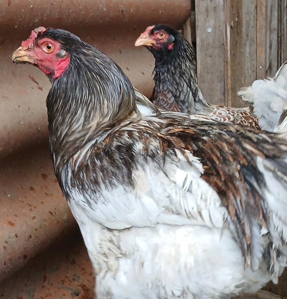Broedeieren brahma groot x jersey giant eieren, Dieren en Toebehoren, Pluimvee, Vrouwelijk, Kip