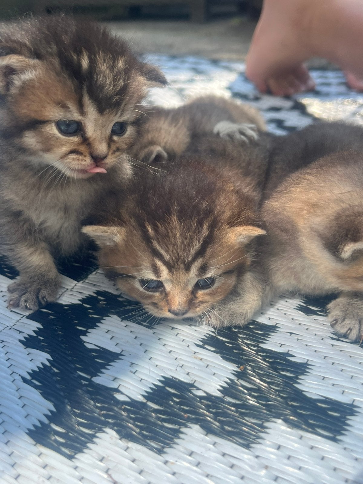 Britse kortharige kittens, Dieren en Toebehoren, Katten en Kittens | Raskatten | Langhaar, Ontwormd