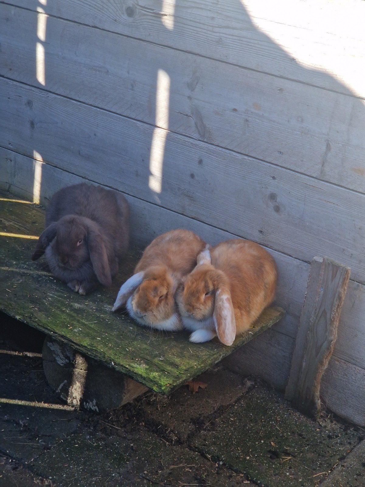 Duo franse hangoren, Dieren en Toebehoren, Meerdere dieren, Groot, Hangoor, 0 tot 2 jaar