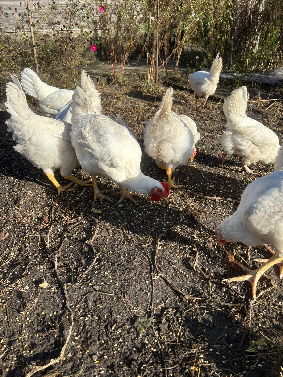 Vleeskippen, Dieren en Toebehoren, Mannelijk, Kip