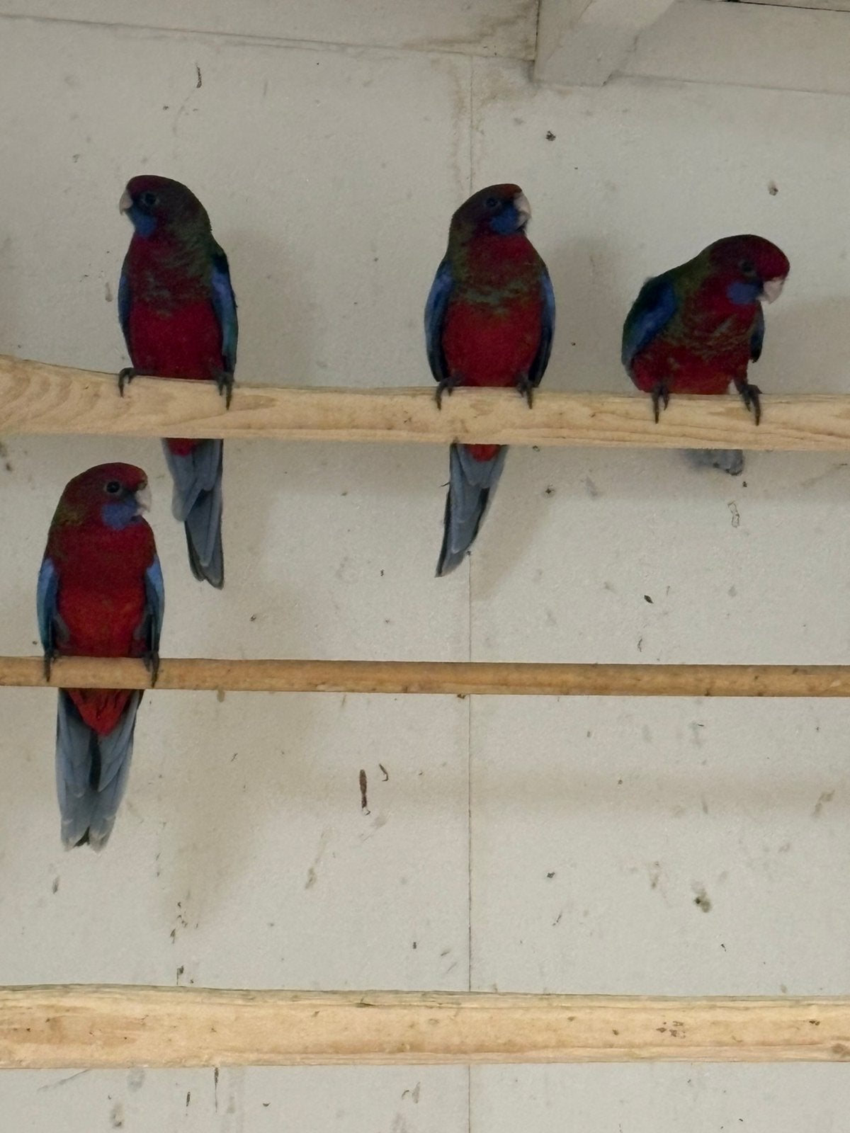 5 jonge  pennanten, Meerdere dieren, Parkiet