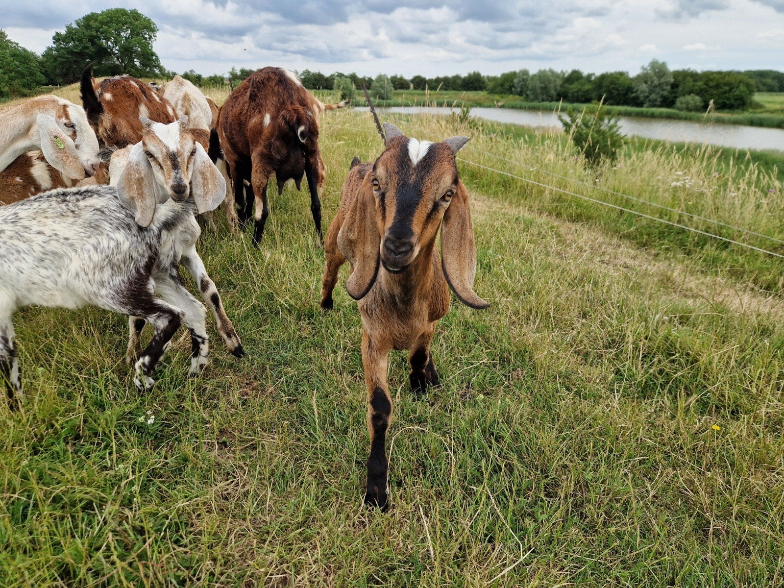 Mooi boklam met lichte vlekken, Mannelijk, Geit, 0 tot 2 jaar