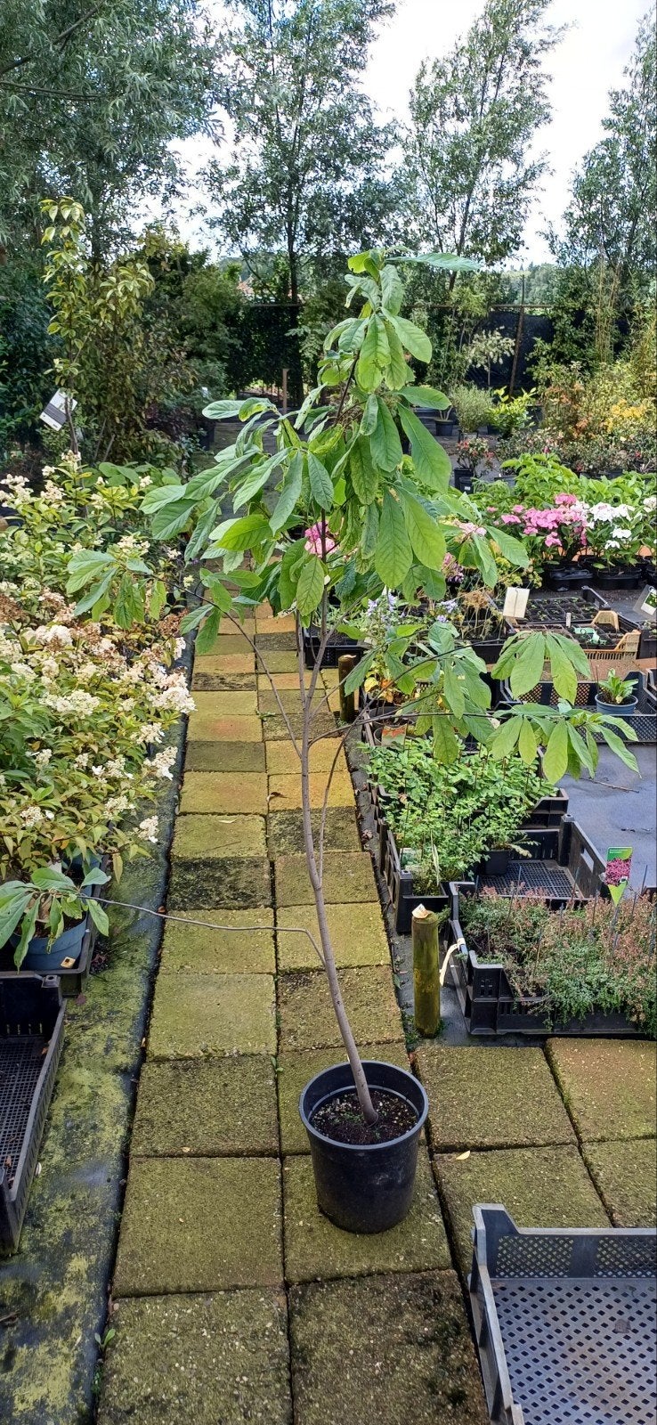 Pawpaw, Ophalen, Overige soorten, Volle zon