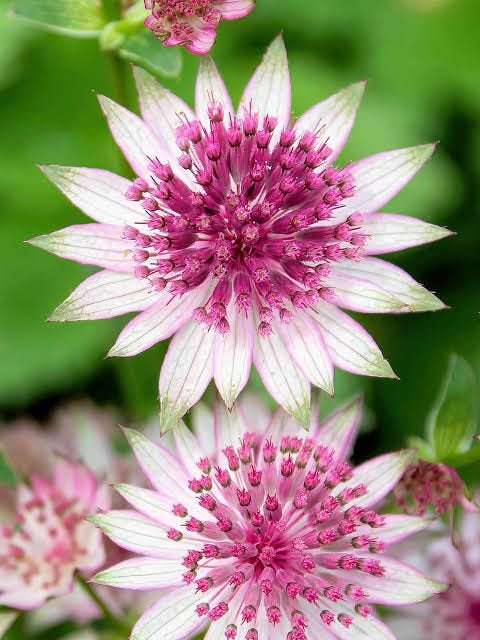 Bio zaden Zeeuwsknoopje - Astrantia major, Tuin en Terras, Verzenden, Voorjaar, Halfschaduw, Zaad