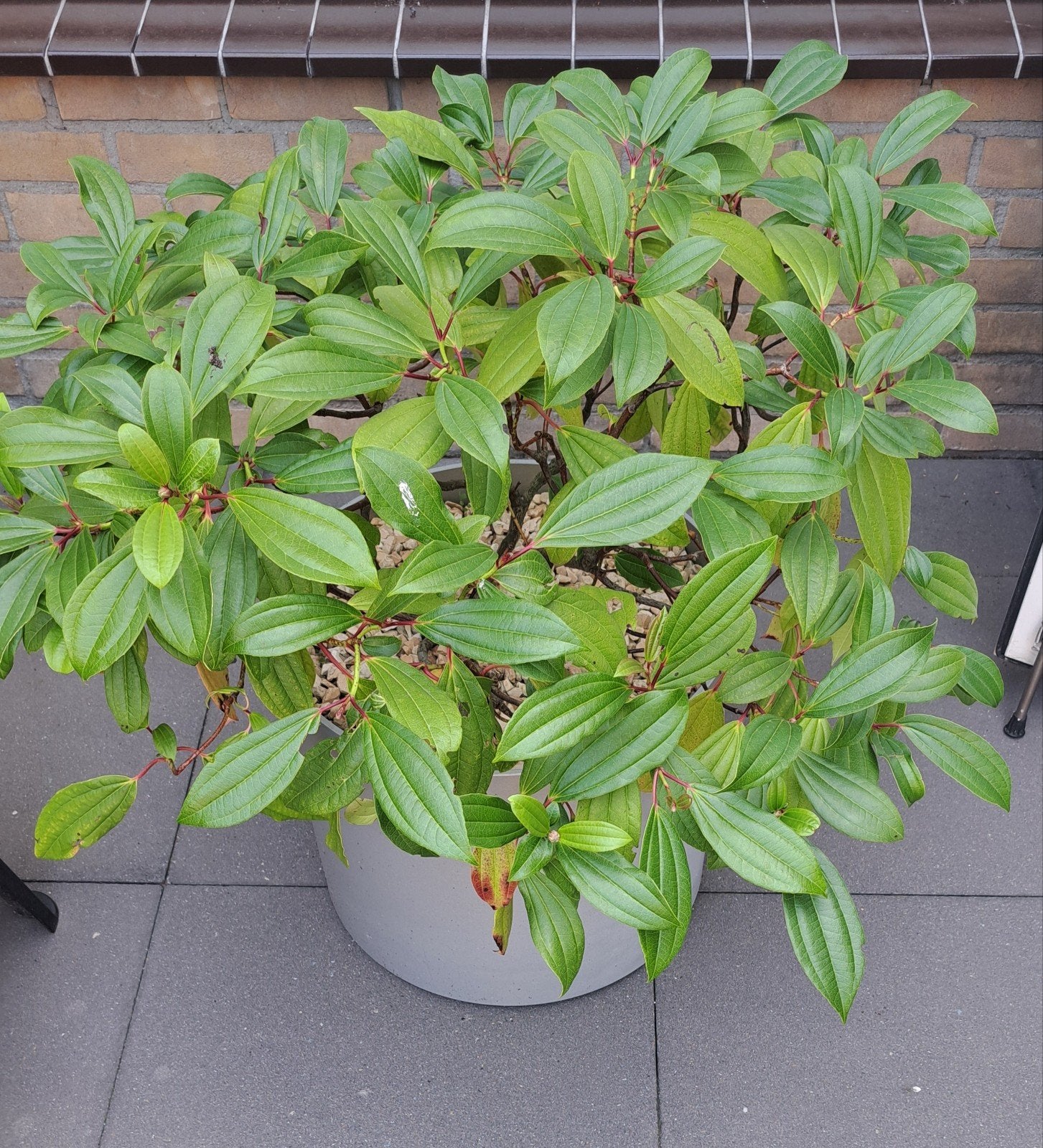 🪴 VIBURNUM DAVIDI VASTE PLANT STRUIK TUINPLANT WINTERHARD, Vaste plant, Halfschaduw, Zomer, Ophalen