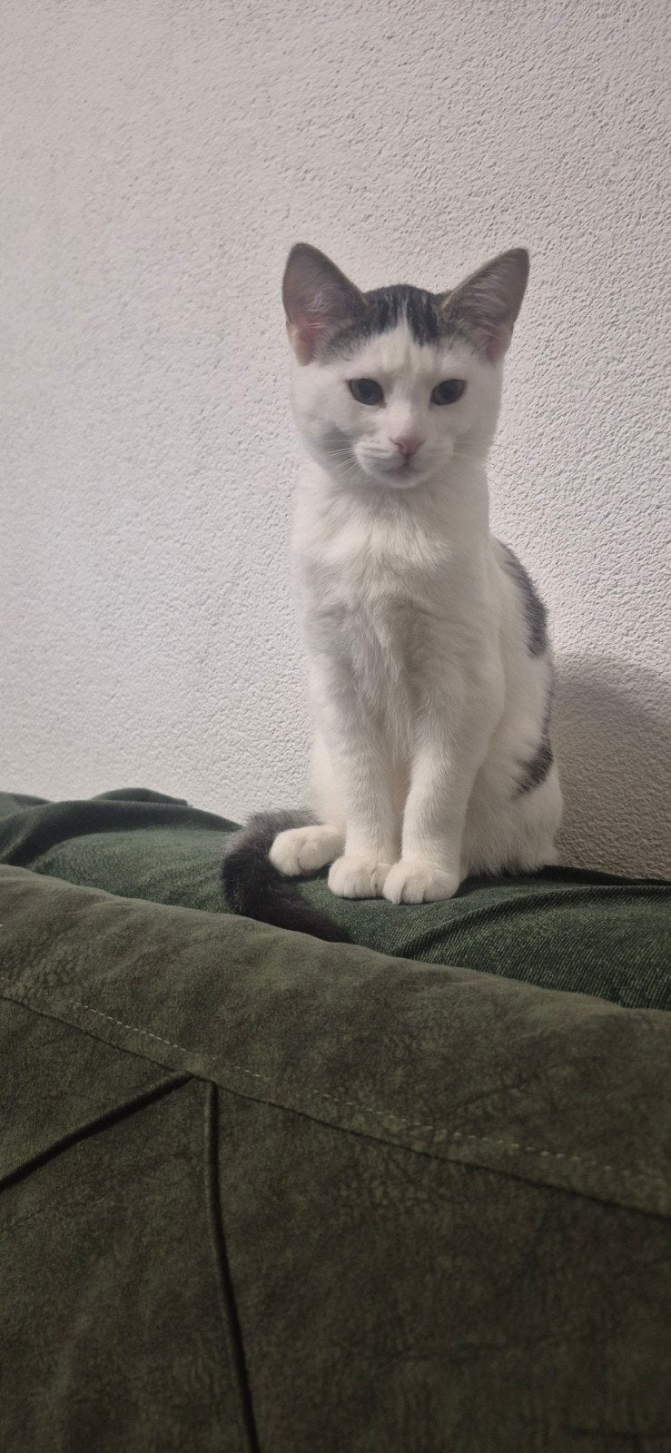 baby kitten, Dieren en Toebehoren, Kater