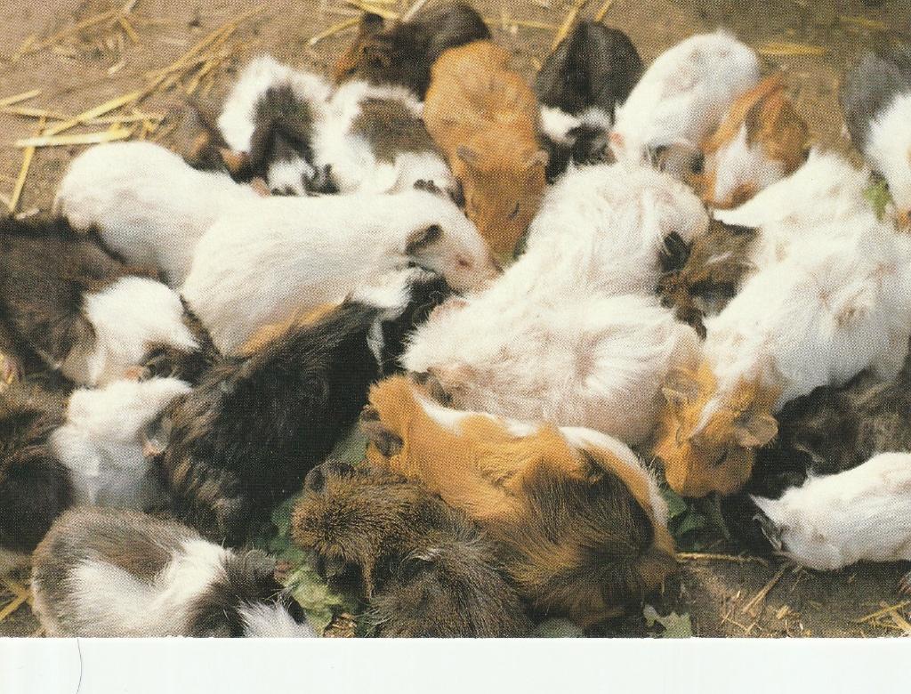 kaart cavia's, Ophalen of Verzenden, 1980 tot heden, Ongelopen, Knaagdier