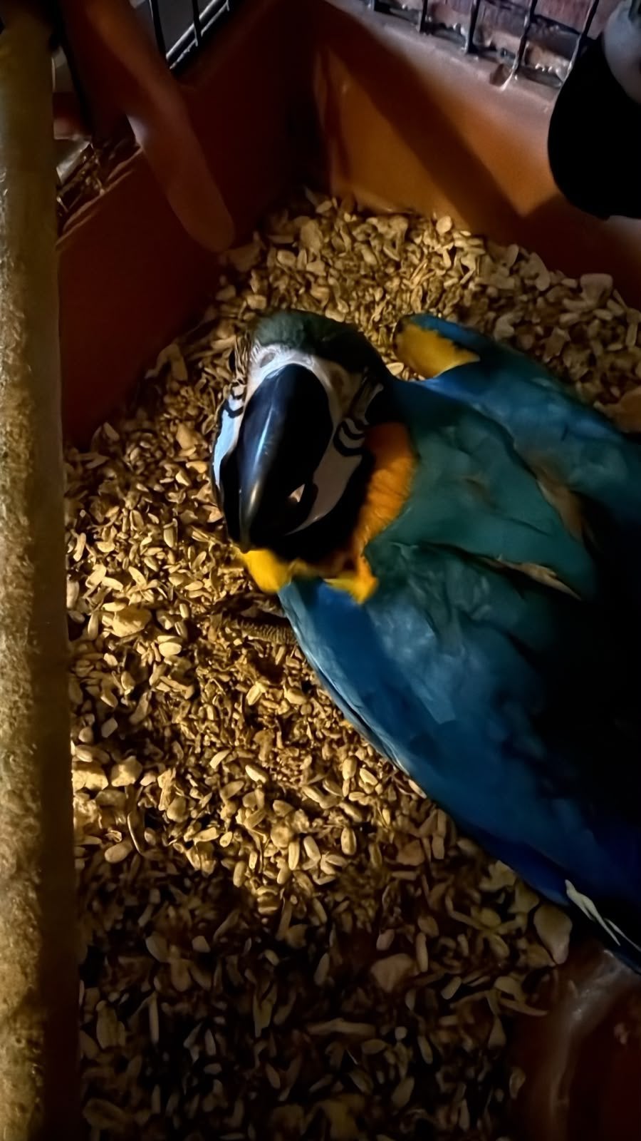 Blauw gele ara, Dieren en Toebehoren, Meerdere dieren, Papegaai