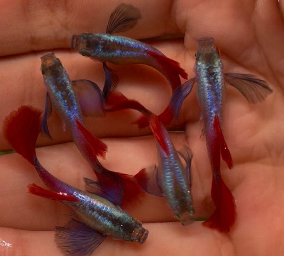 Platinum dumbo ear red tail guppy’s., Vis, Zoetwatervis
