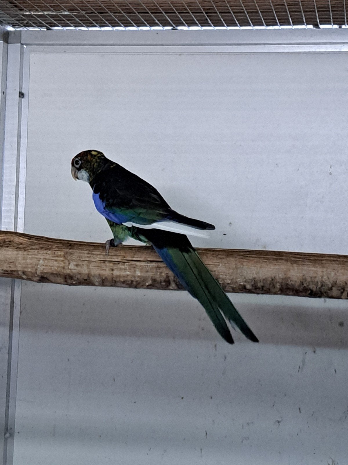 rosella, Dieren en Toebehoren, Vogels | Parkieten en Papegaaien, Vrouwelijk, Parkiet, Geringd