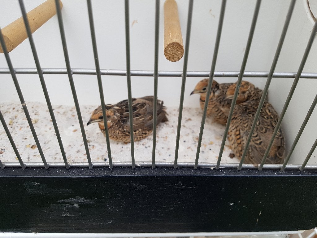 Chinese kwartels., Dieren en Toebehoren, Vogels | Overige Vogels, Meerdere dieren, Tropenvogel