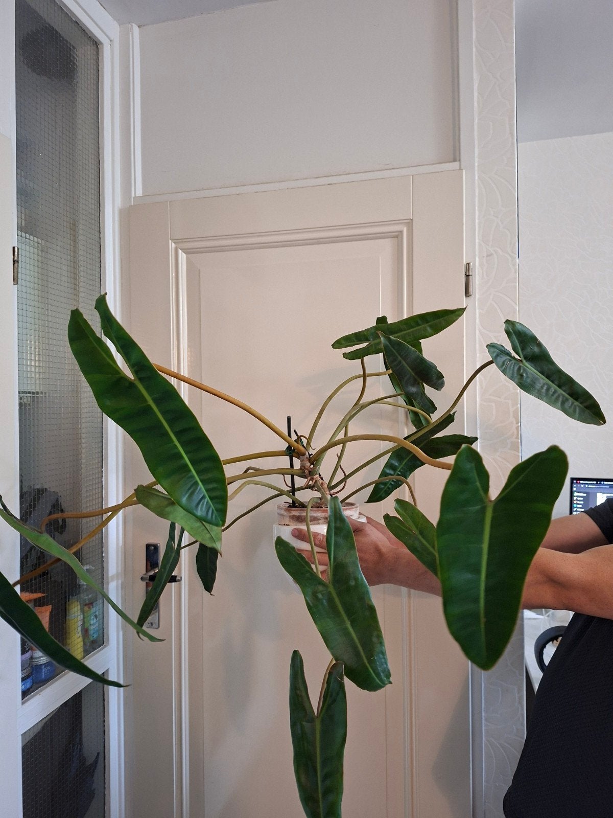 Grote philodendron Billietiae, Huis en Inrichting, Kamerplanten, Ophalen, Halfschaduw, Minder dan 100 cm