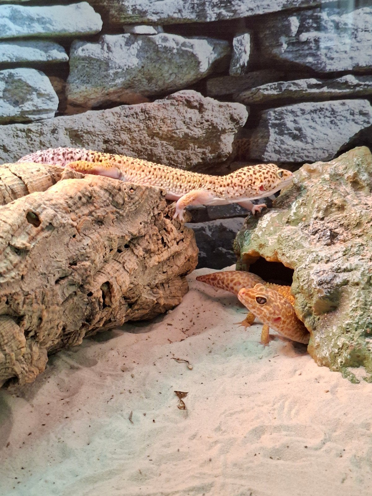 drie luipaardgekko's koppel, Dieren en Toebehoren, Hagedis, 3 tot 6 jaar