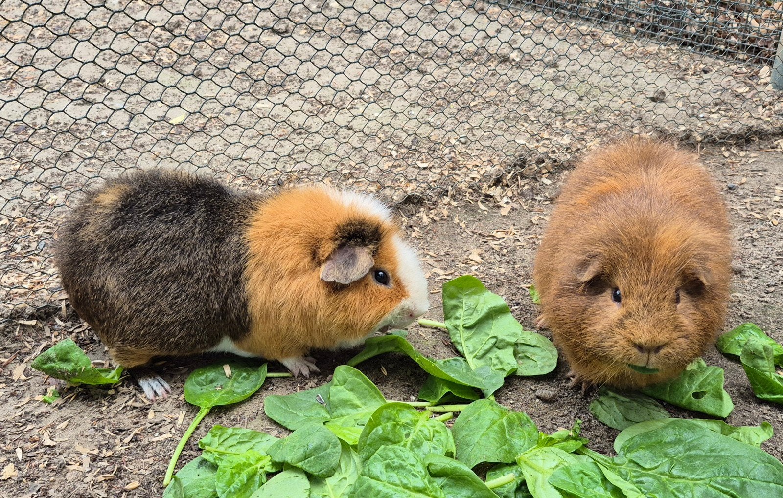 2 Cavia beertjes, Mei, Mannelijk, Cavia