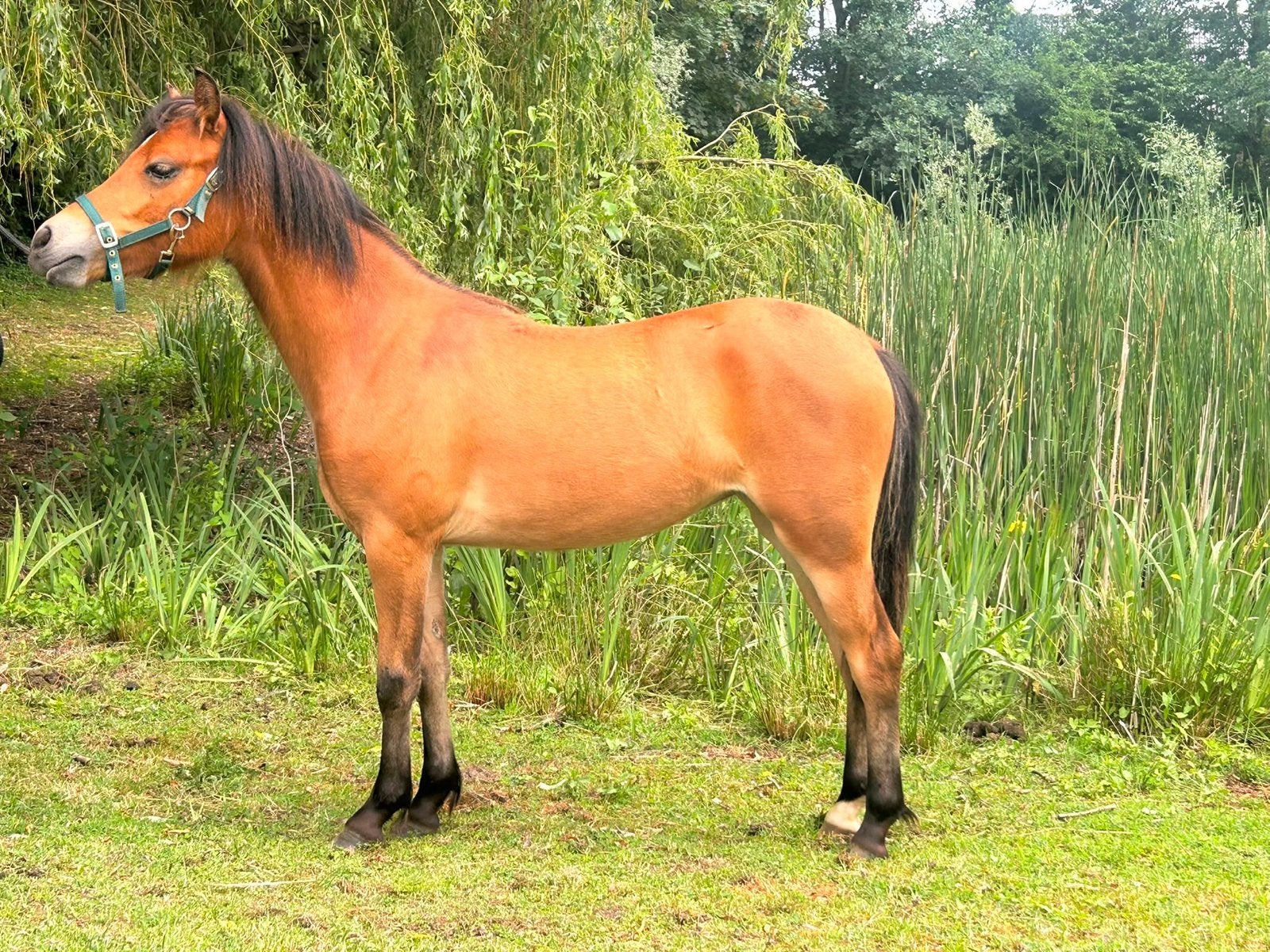 Prachtige jaarling merrie, sporttype, B verwachte stokmaat, Dieren en Toebehoren, Merrie, Dressuurpony, Niet van toepassing, 0 tot 2 jaar