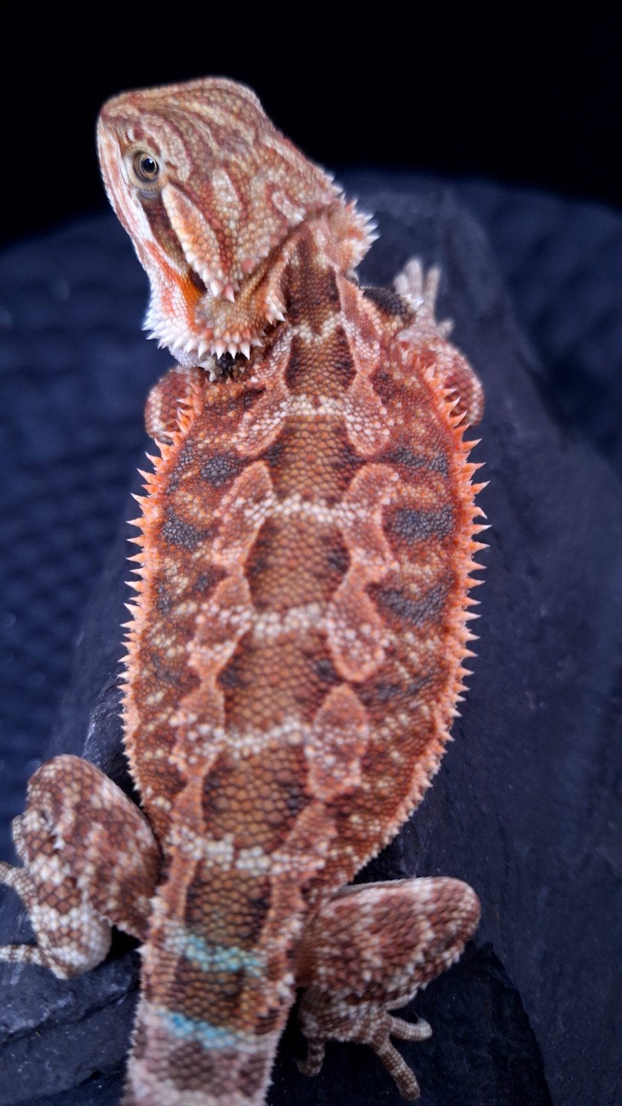 AANBIEDING !! 50% Red Monster Triple het. Baardagaam Man, Dieren en Toebehoren, Reptielen en Amfibieën, 0 tot 2 jaar