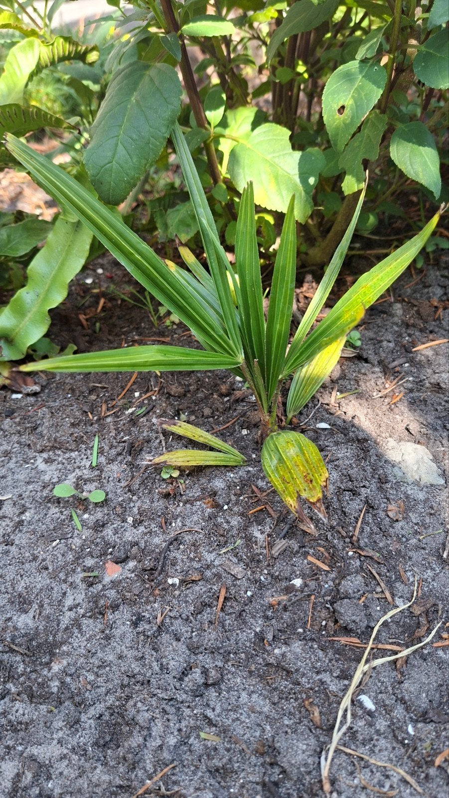 3 stekken palmboom Trachycarpus fortunei, Ophalen, Bloeit niet, Overige soorten, Volle zon