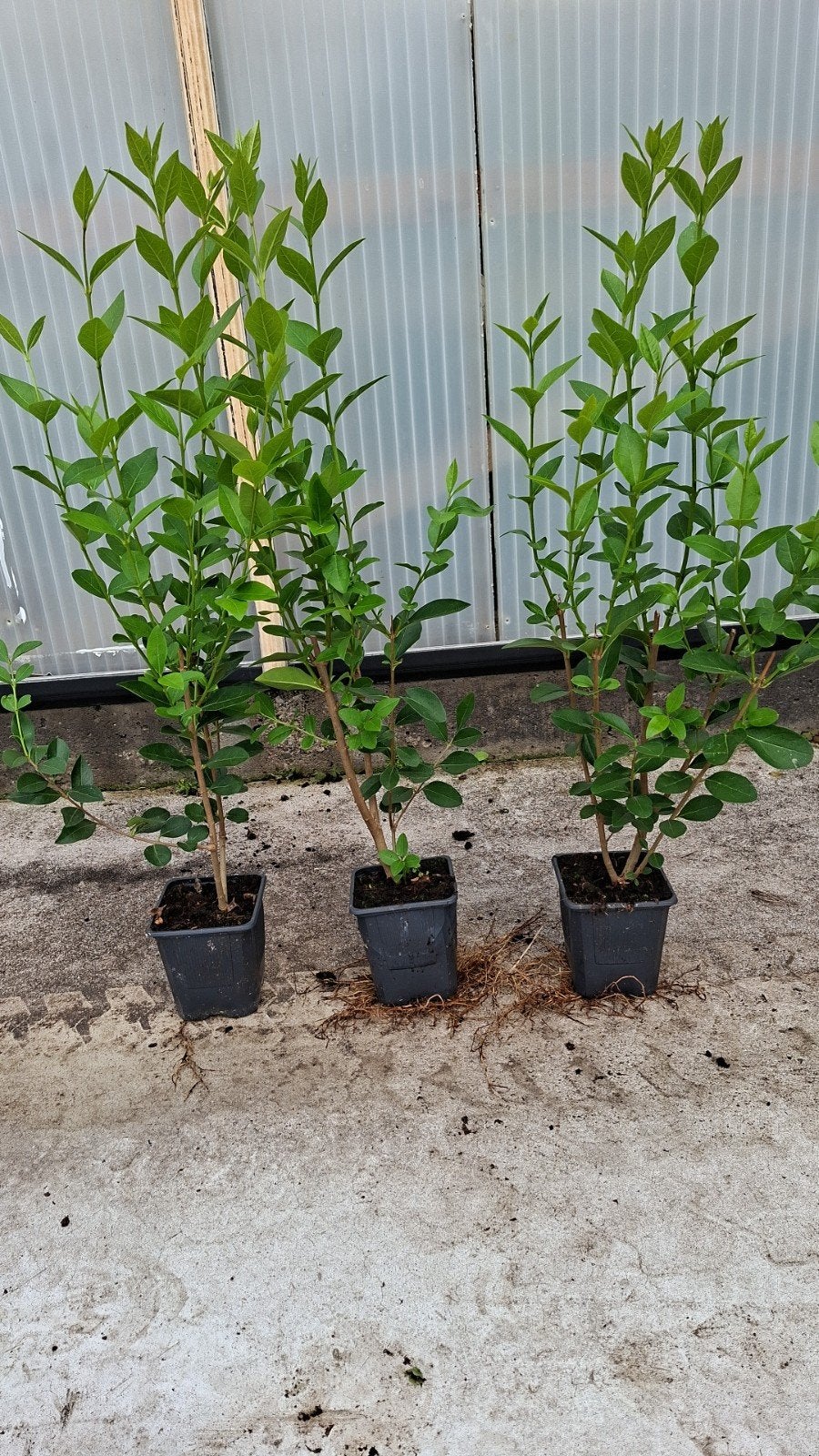 liguster in een pot 40 cm hoog 1 euro per stuk, Ophalen, Liguster, Minder dan 100 cm