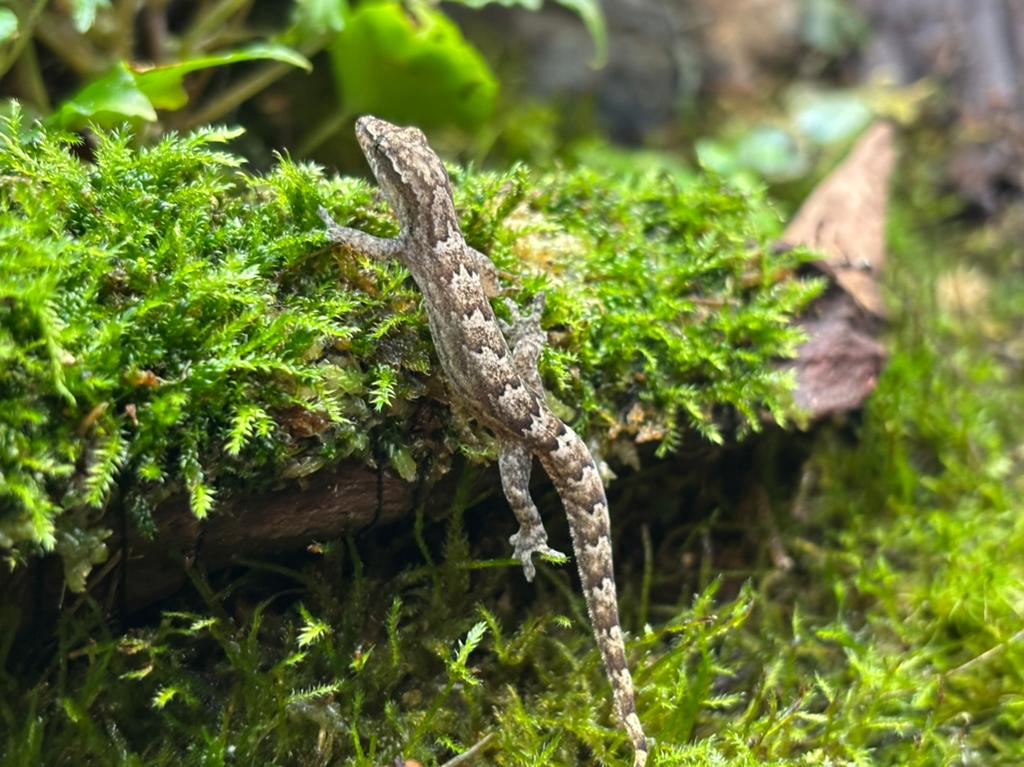Lepidodactylus lugubris - Rouwgekko, Slang, 0 tot 2 jaar