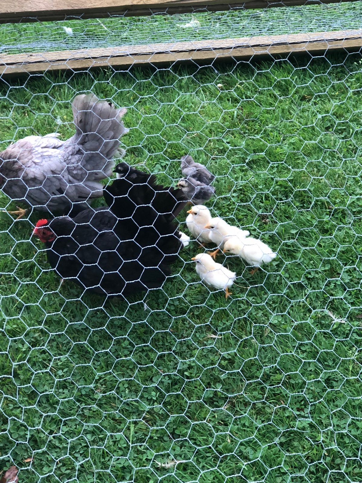 2 moeder kippen met 14 kuikens, Dieren en Toebehoren, Pluimvee, Vrouwelijk, Kip